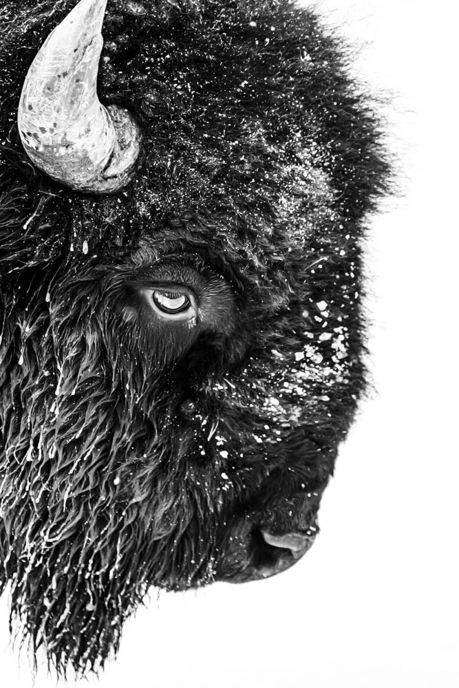 Alain Ernoult - Wisdom of the elders