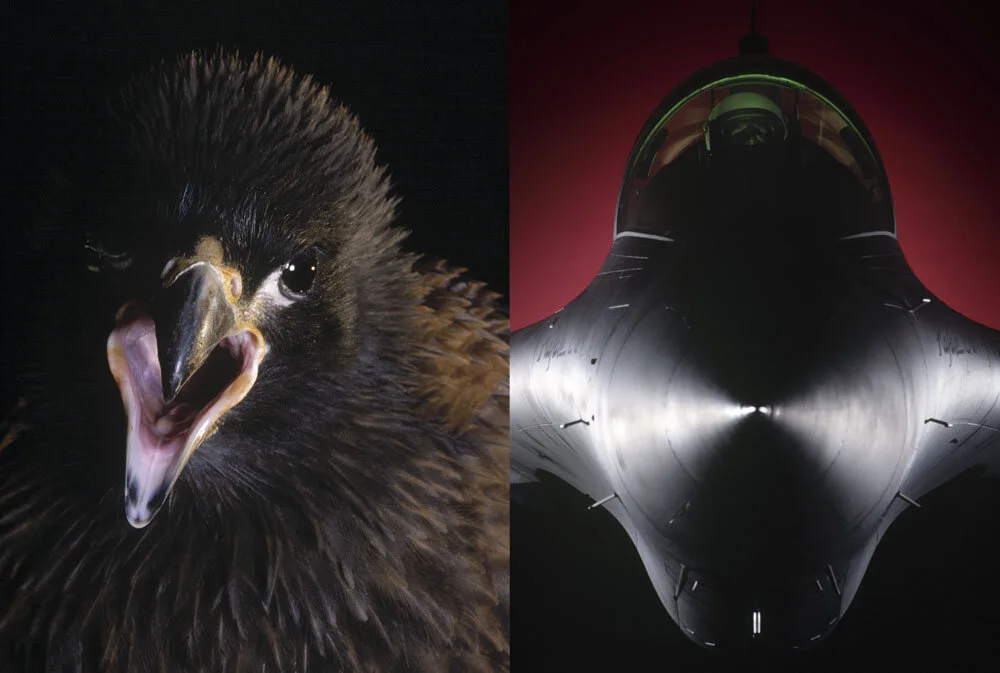 Alain Ernoult - Le prédateur et le chasseur