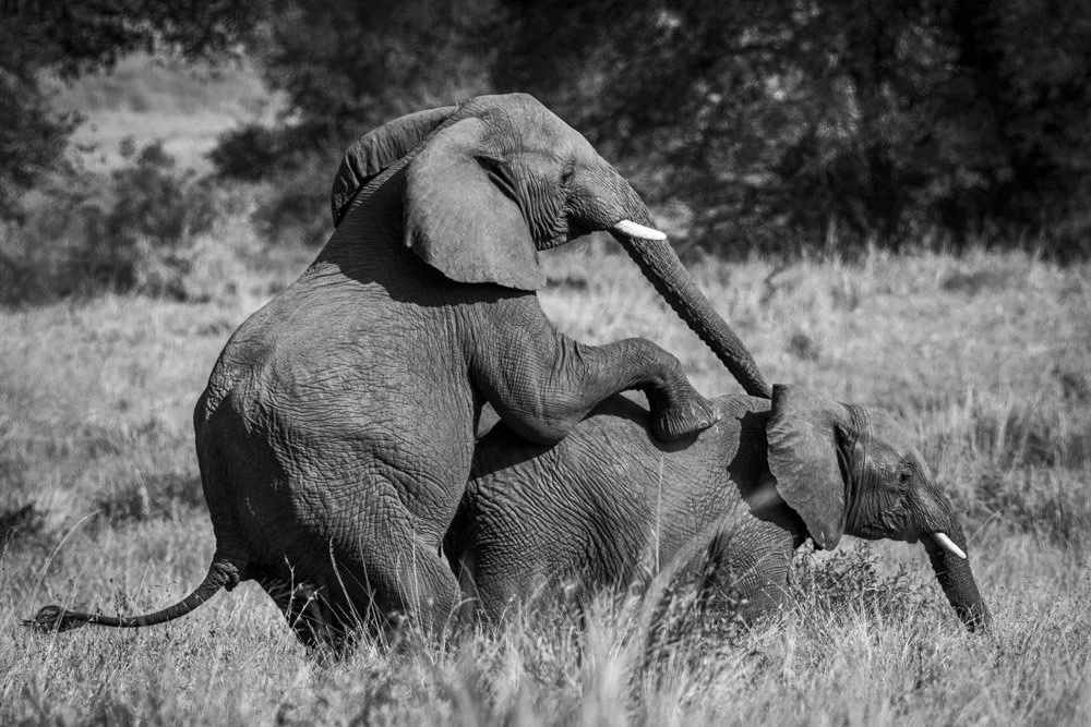Alain Ernoult Photo elephant