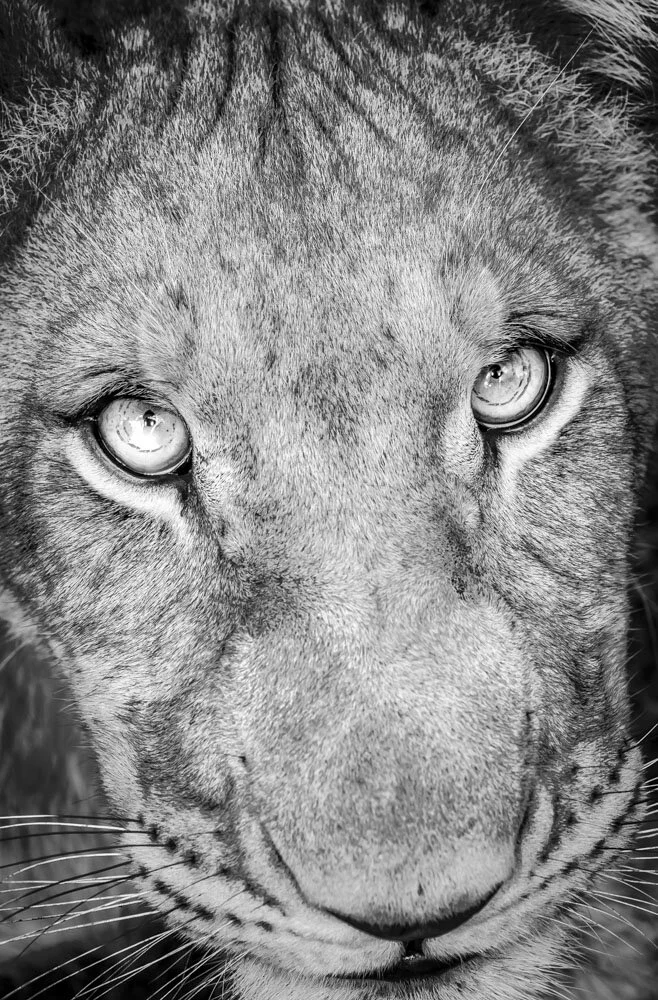 Alain Ernoult - Hope