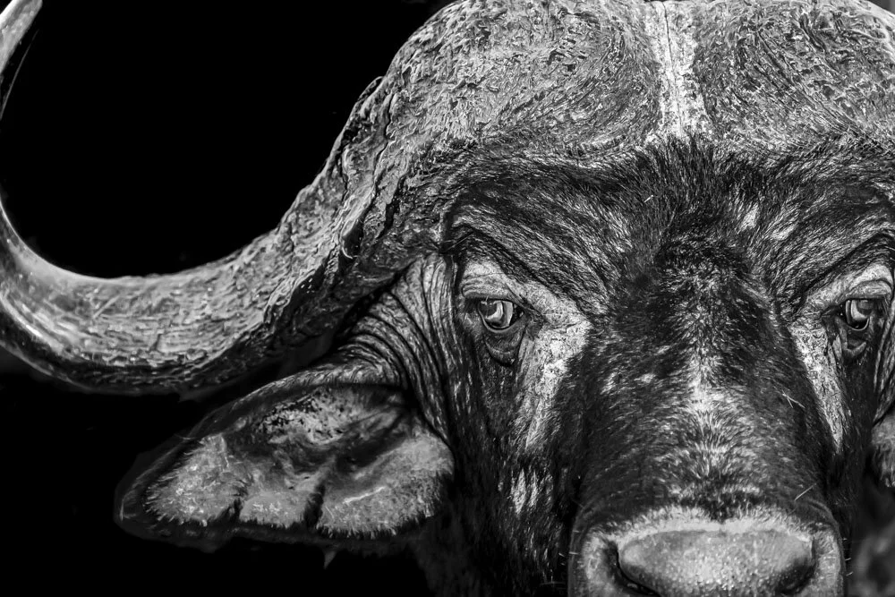 Alain Ernoult - The crown