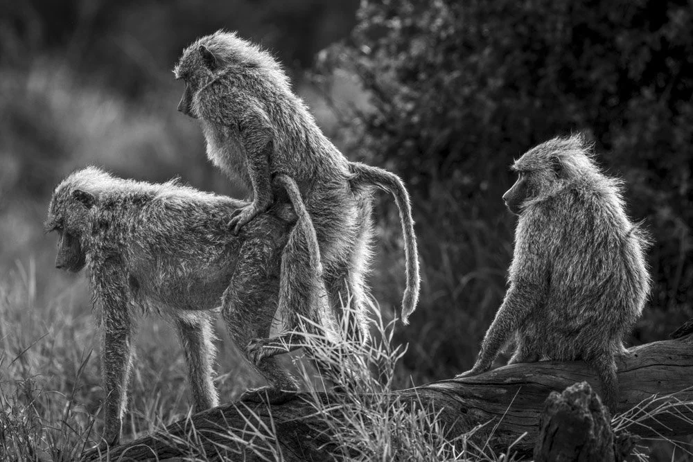 Alain Ernoult - Singe