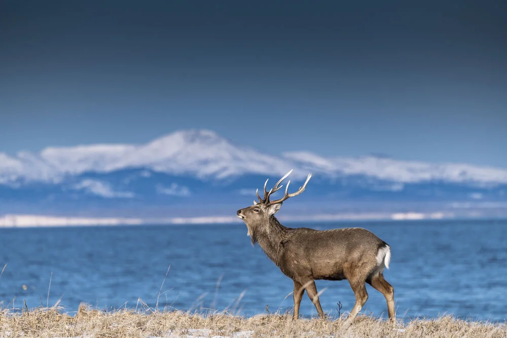 Alain Ernoult - Hokkaido