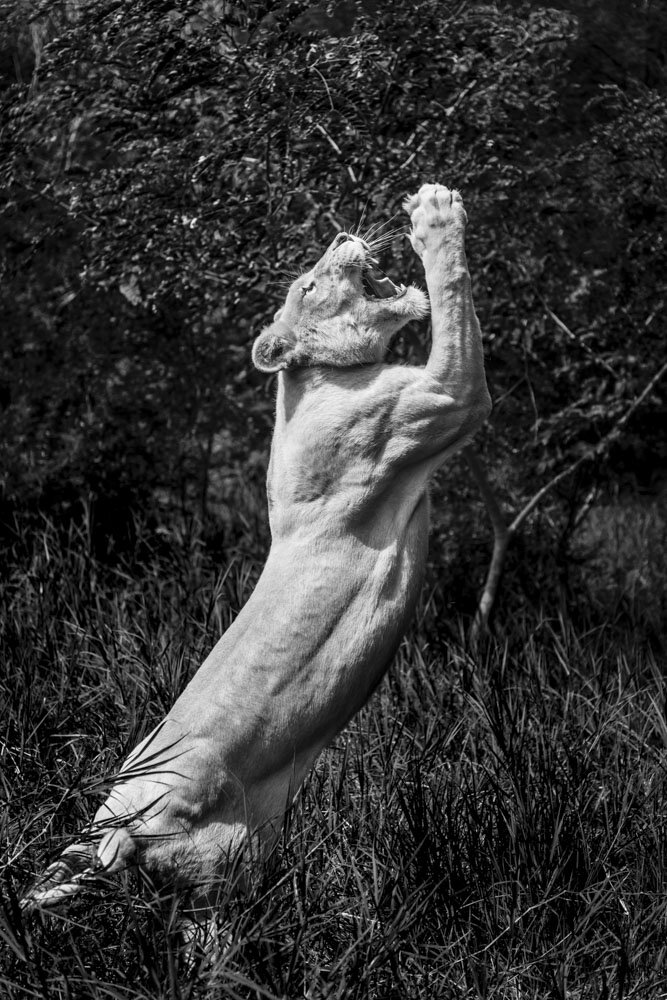 Alain Ernoult - Call