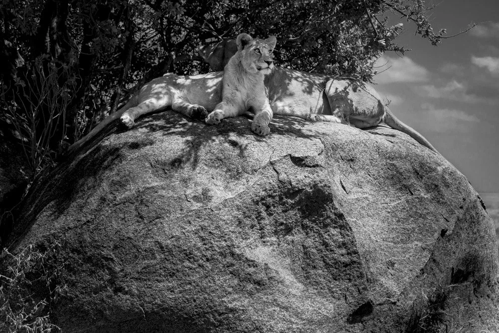 Alain Ernoult - Lion