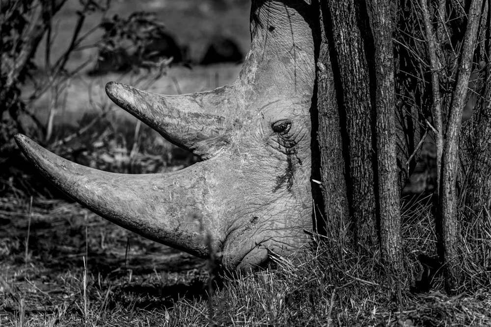 Alain Ernoult - Survivor