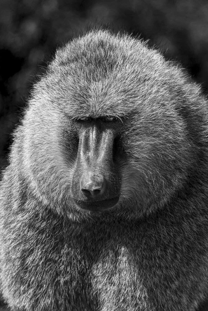 Alain Ernoult - Singe