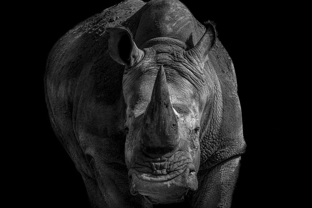 Photo Alain ERNOULT rhinoceros