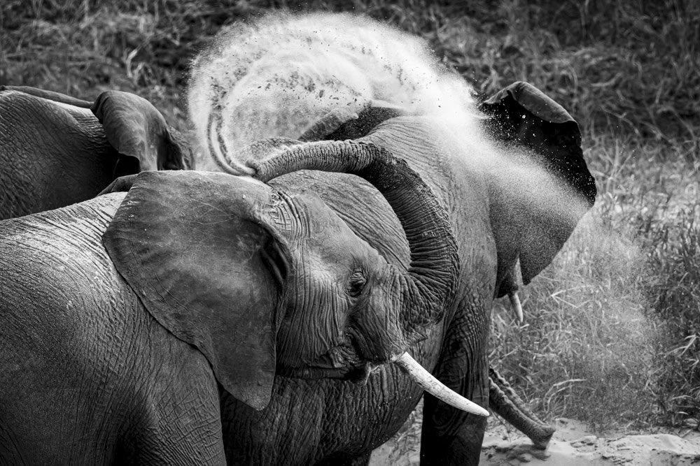 Photo Alain ERNOULT elephant