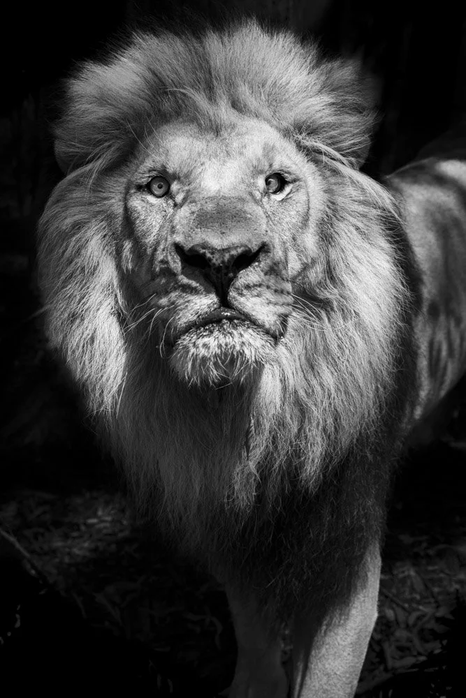 Alain Ernoult - Lion