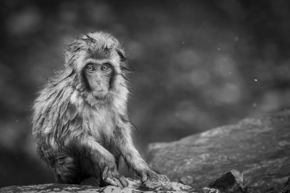 Alain Ernoult - Wondering