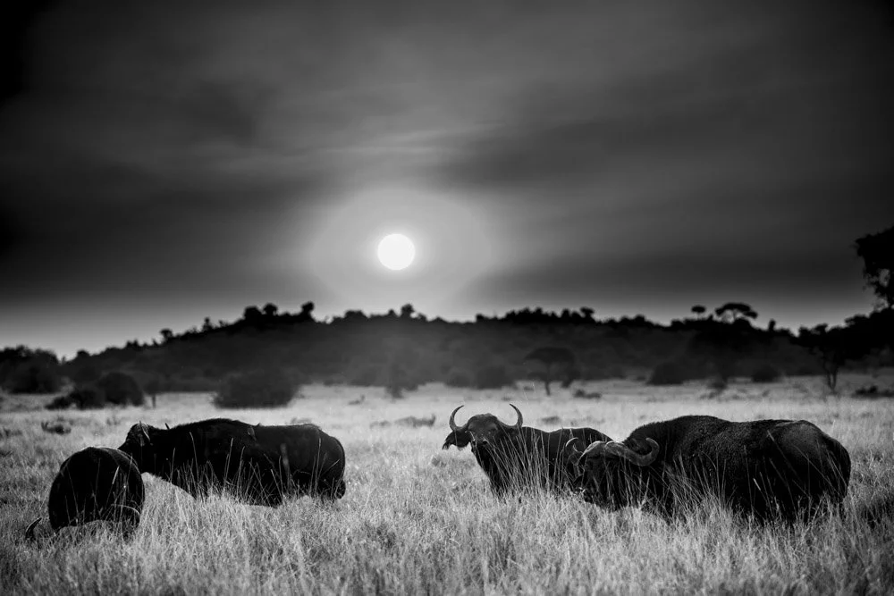 Photo Alain ERNOULT buffle