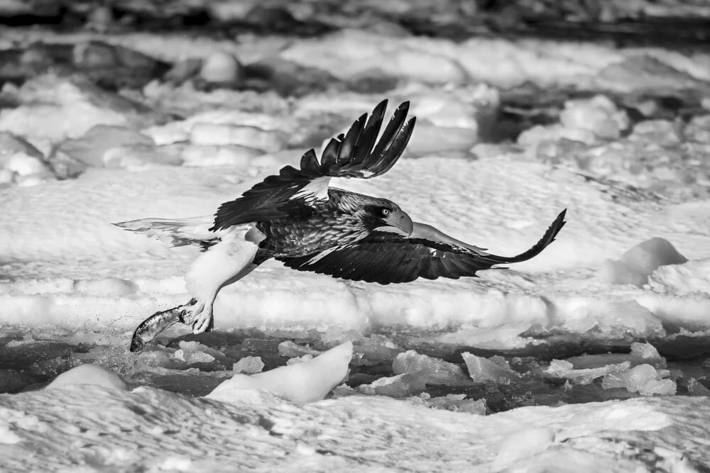 Alain Ernoult - Reward