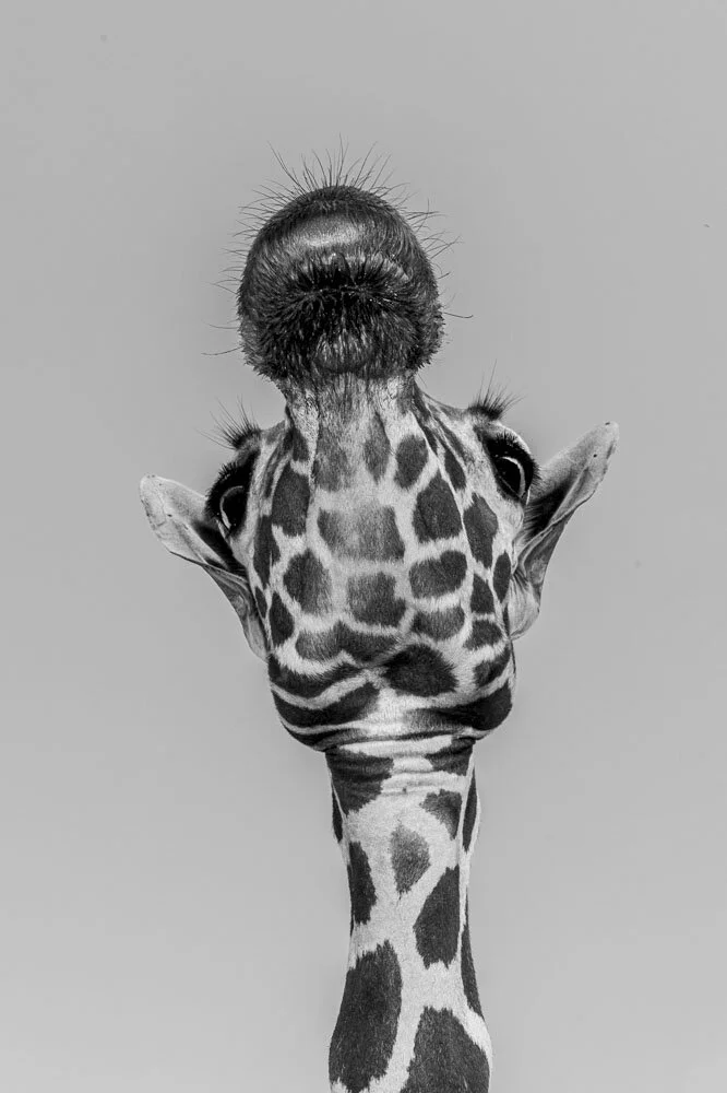 Alain Ernoult - Charming