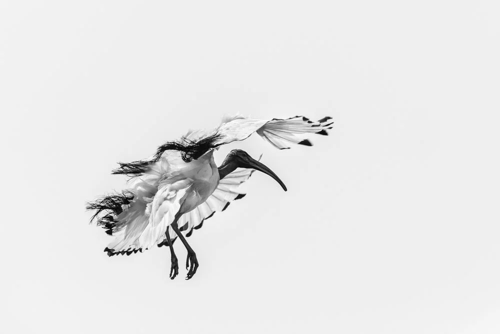 Alain Ernoult - Ballerina