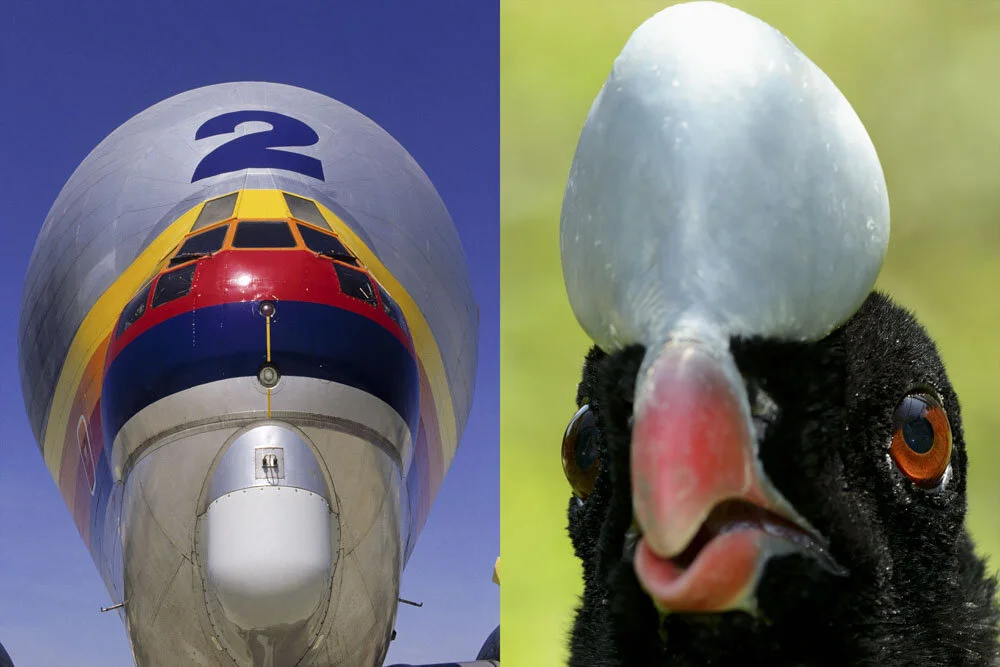 Alain Ernoult - Grosses têtes