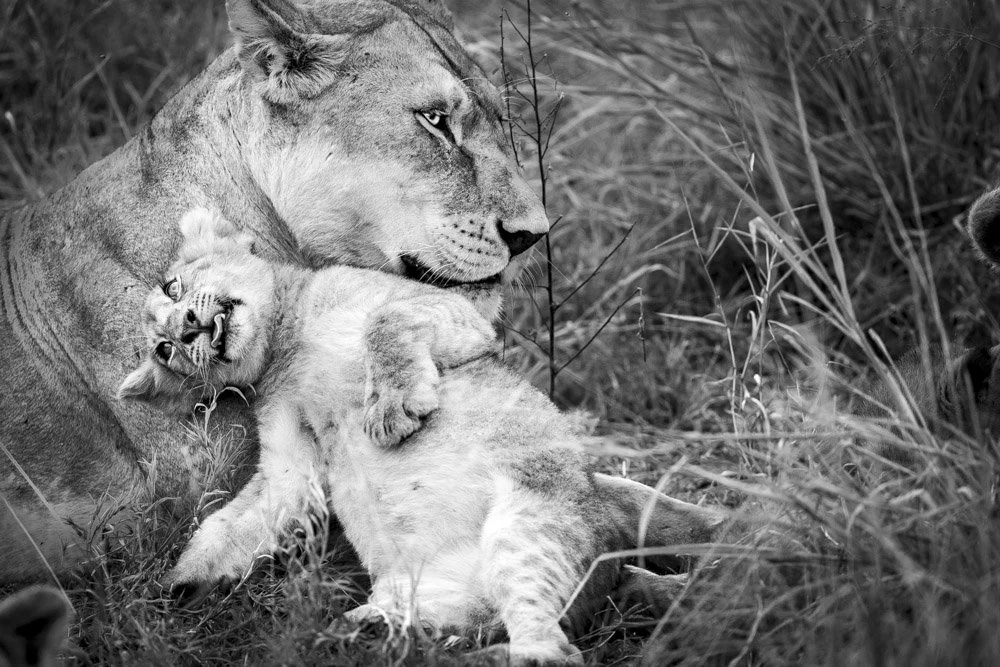 Alain Ernoult - Lion