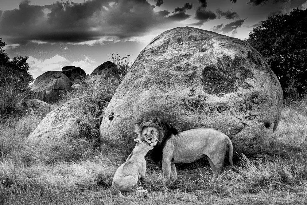 Alain Ernoult - Lion