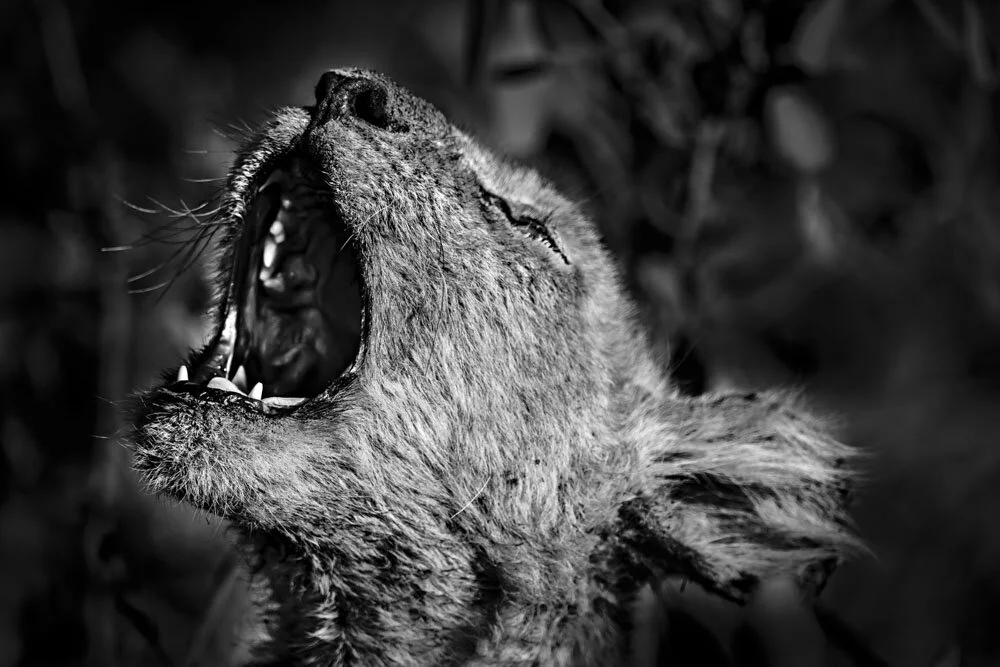 Alain Ernoult - First call