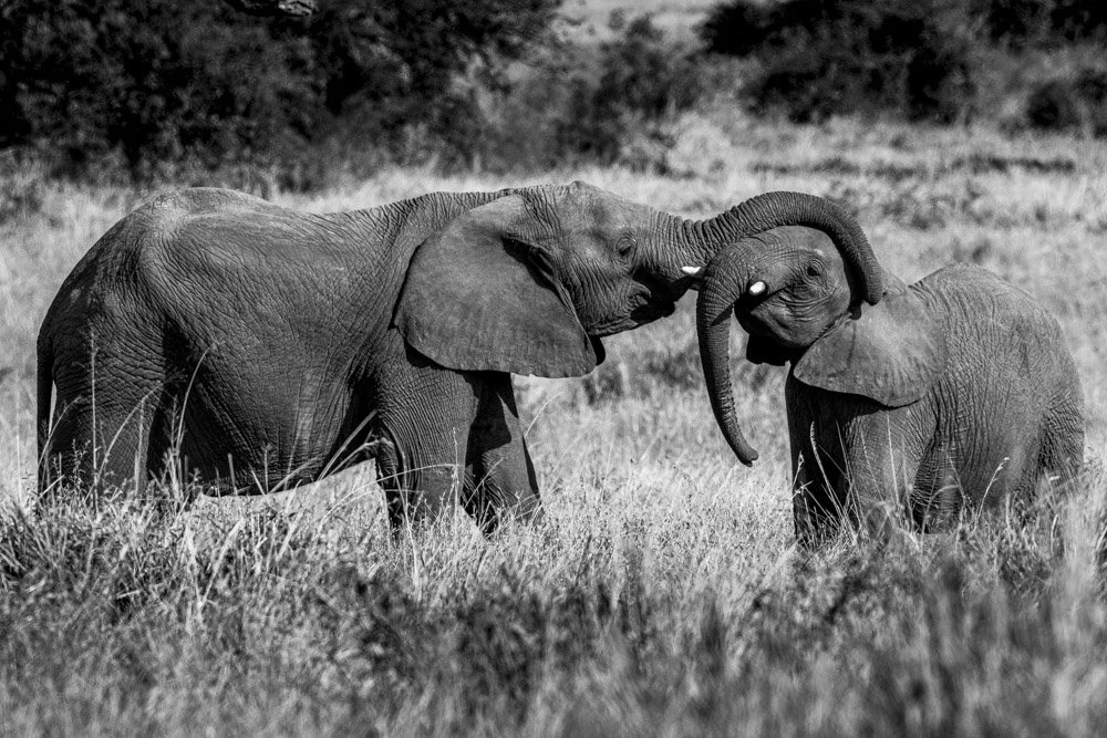 Photo Alain ERNOULT elephant
