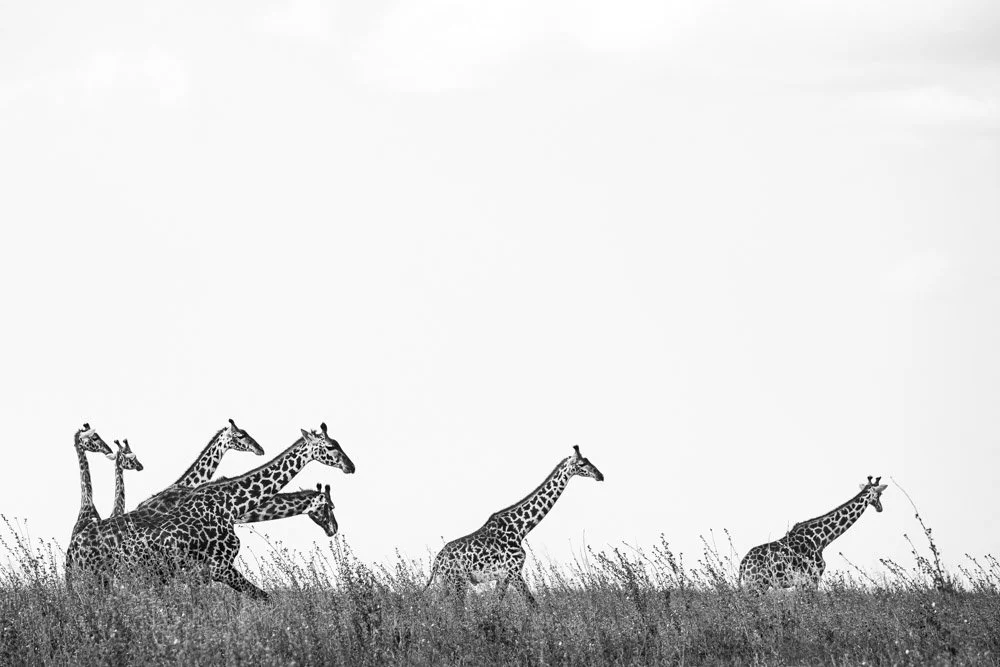 Photo Alain ERNOULT girafe