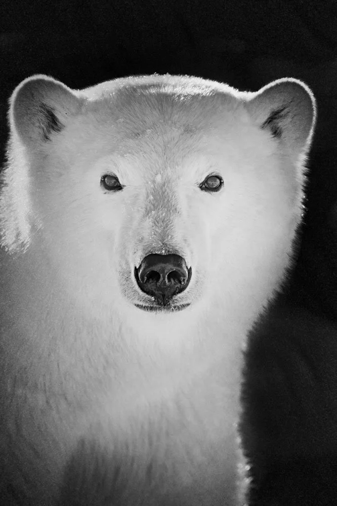 Alain Ernoult - Capture