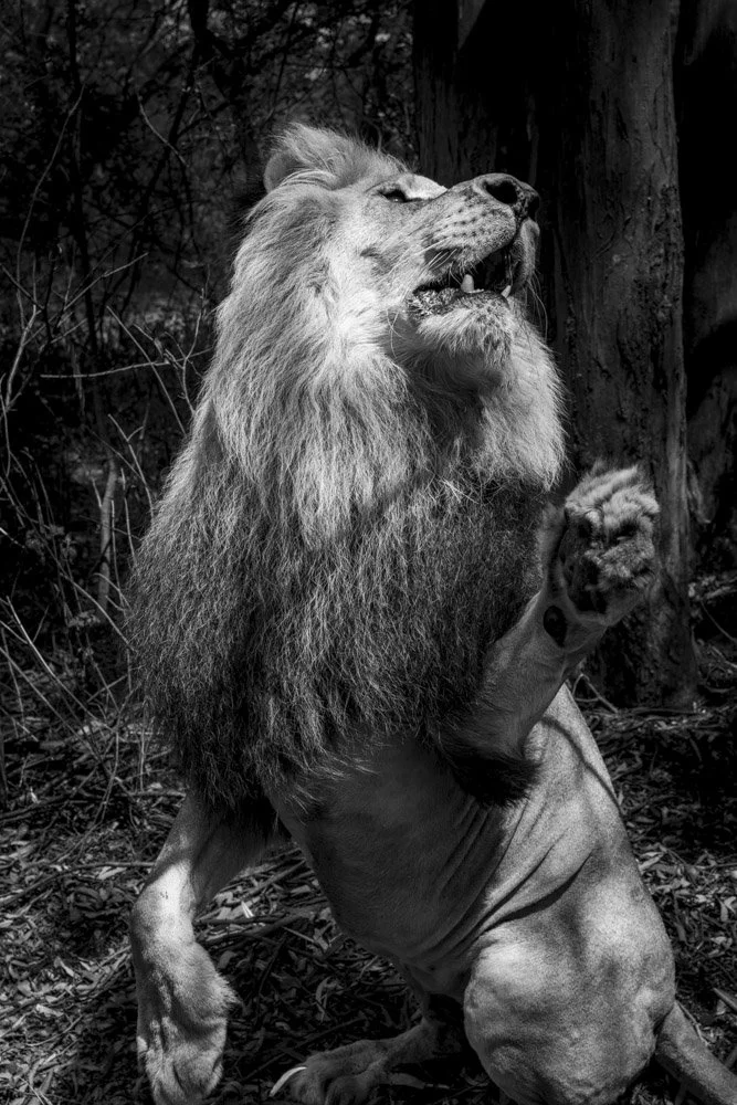 Photo Alain Ernoult - Lion