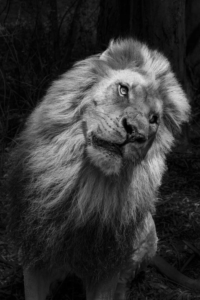 Alain Ernoult - Lion