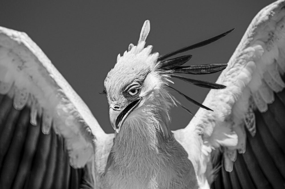 Alain Ernoult - Wild approach