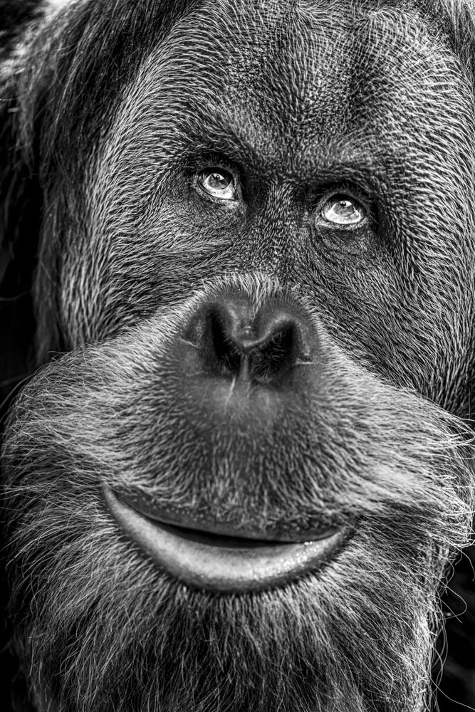 Alain Ernoult - Dreamy gaze