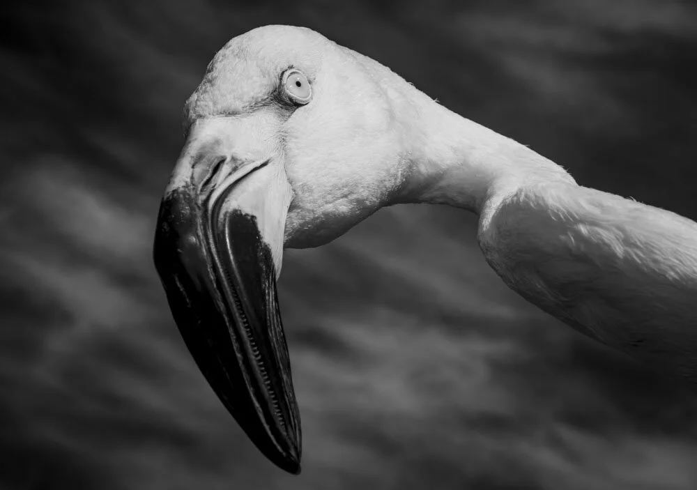 Alain Ernoult - Intriguing