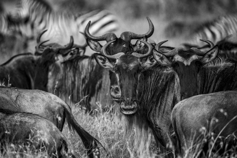 Photo Alain ERNOULT gnou