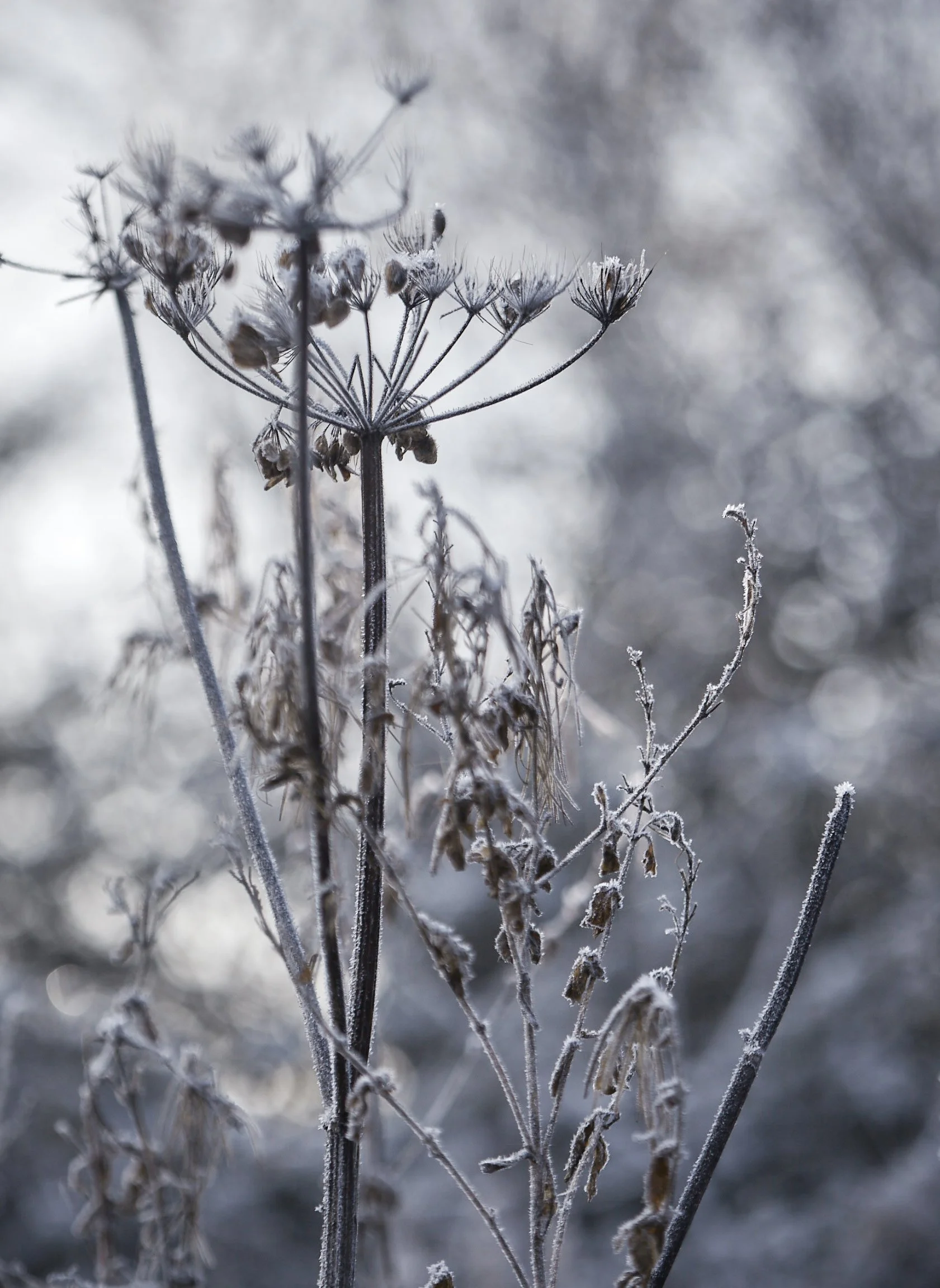 02.06.23_WinterWellness_D1_375.jpg