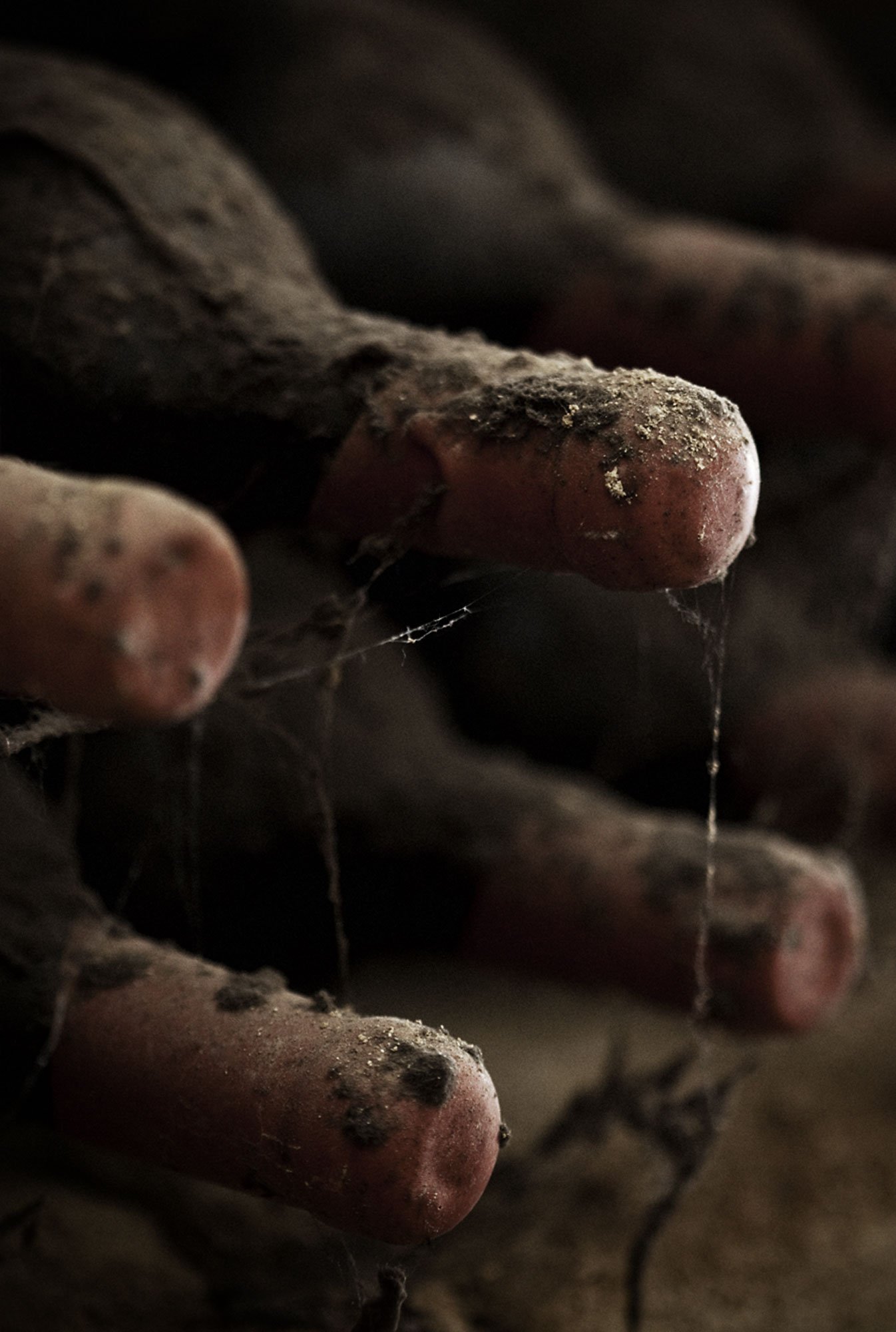 Rioja Harvest ~ Lonely Planet Traveller