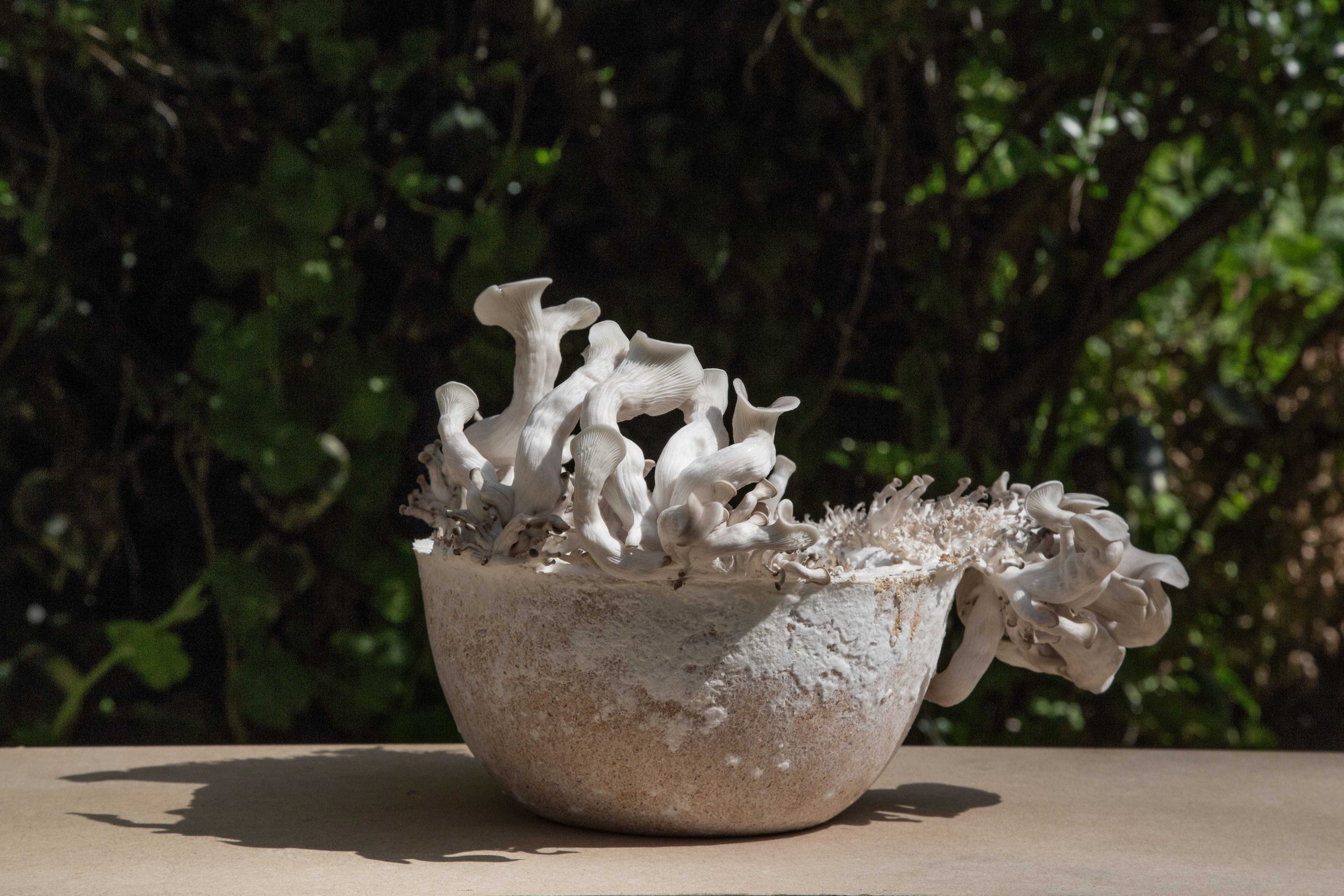 mycelium-bowl-growing-lab-officina-corpuscoli-maurizio-montalti_ado.jpg