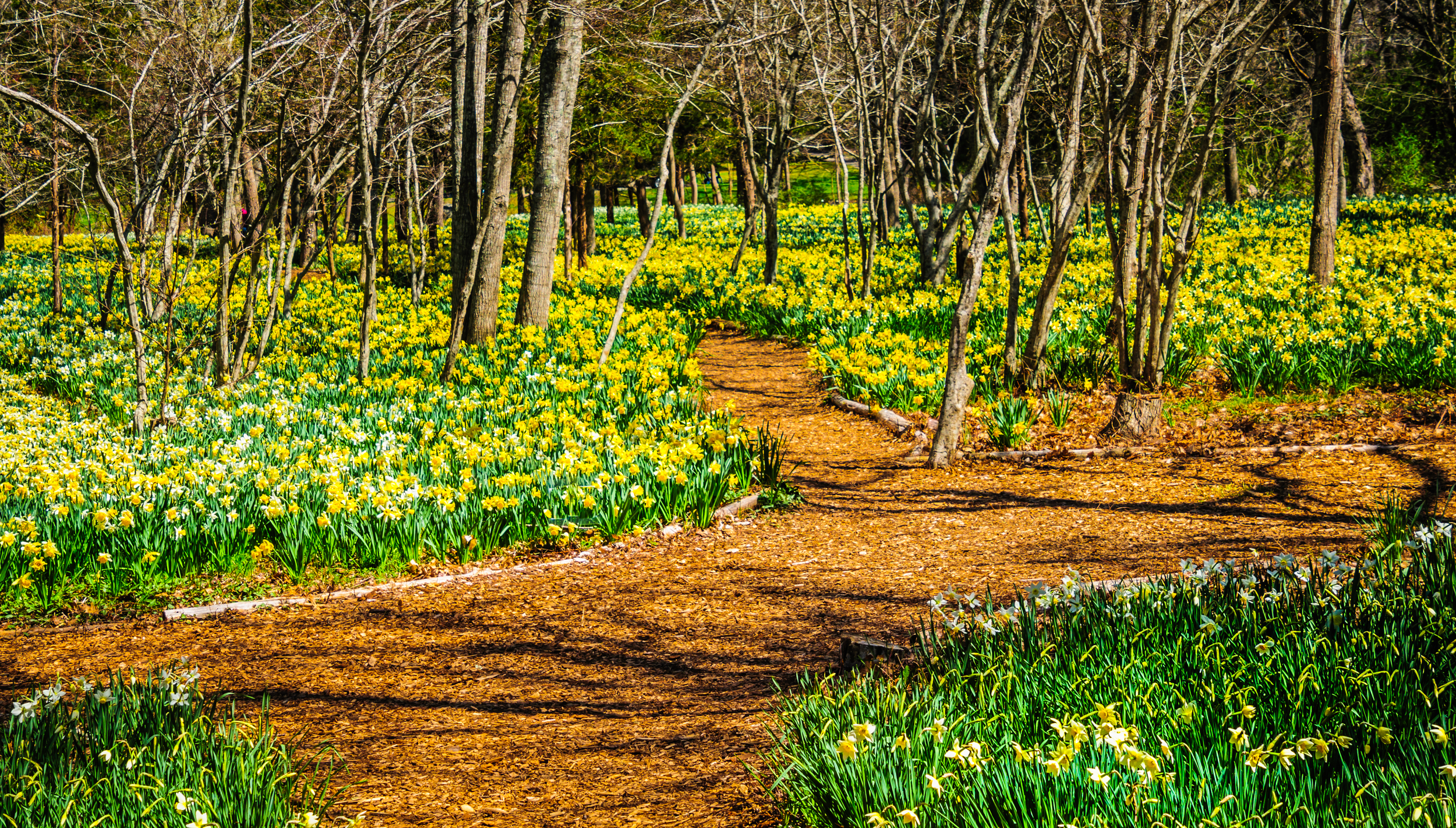 pathway in a field of yellow flowers