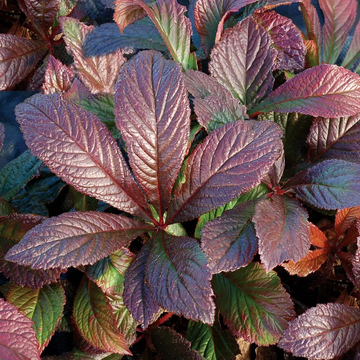 Rodgersia-Bronze-Peacock-2.jpg
