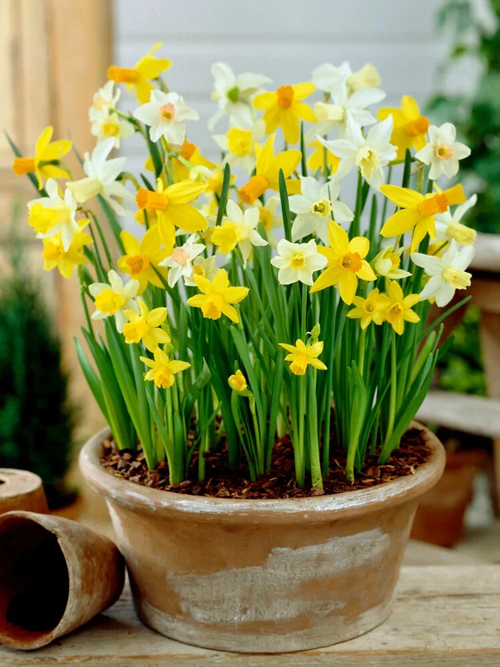 Daffodils Dwarf Narcissus Collection - 1Ltr Pot