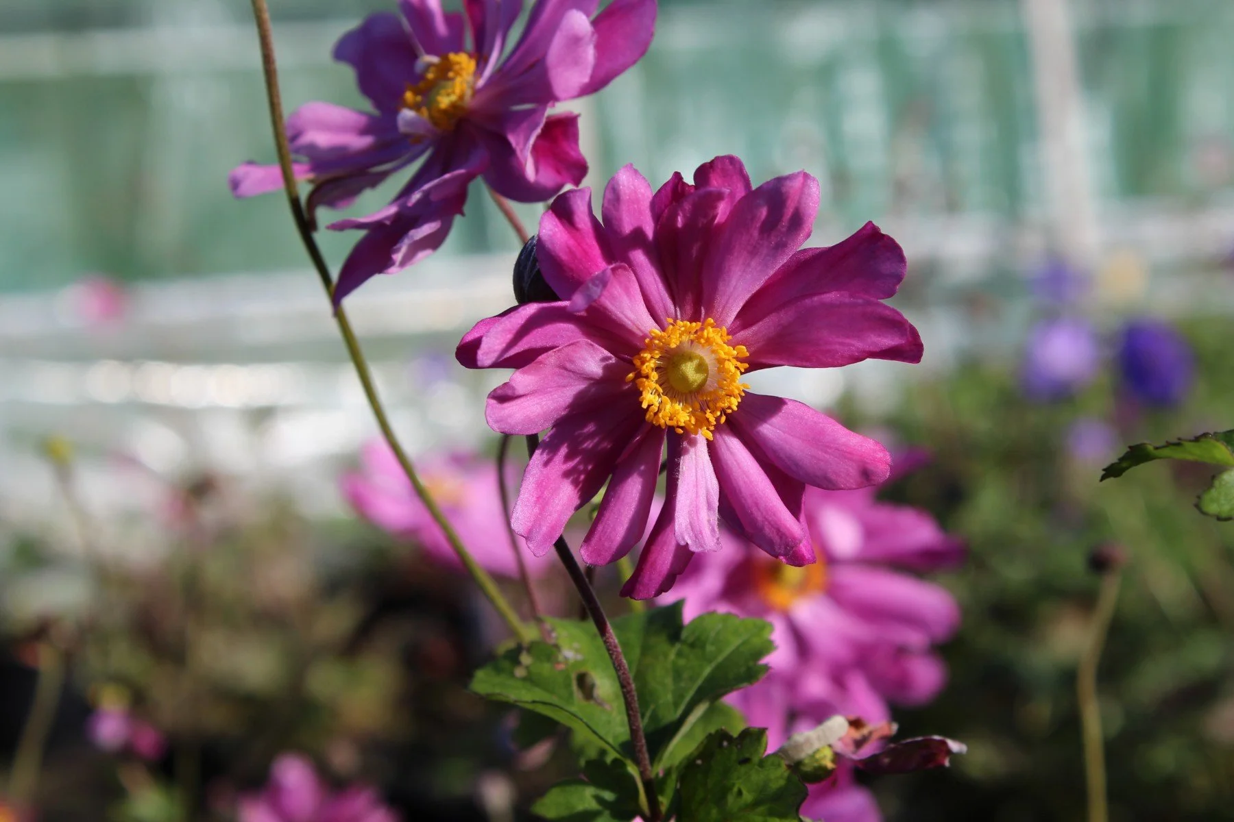 anemone-japonica-prince-heinrich.jpeg