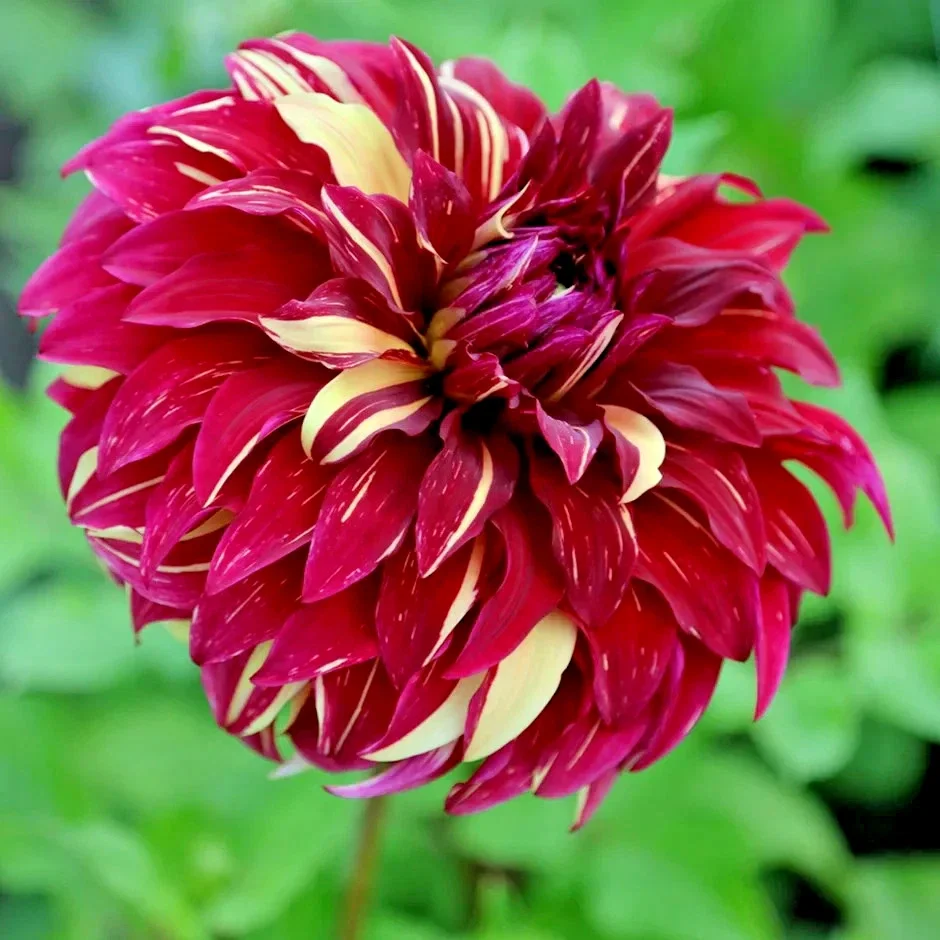Dahlia Bohemian Spartacus - 3Ltr Pot