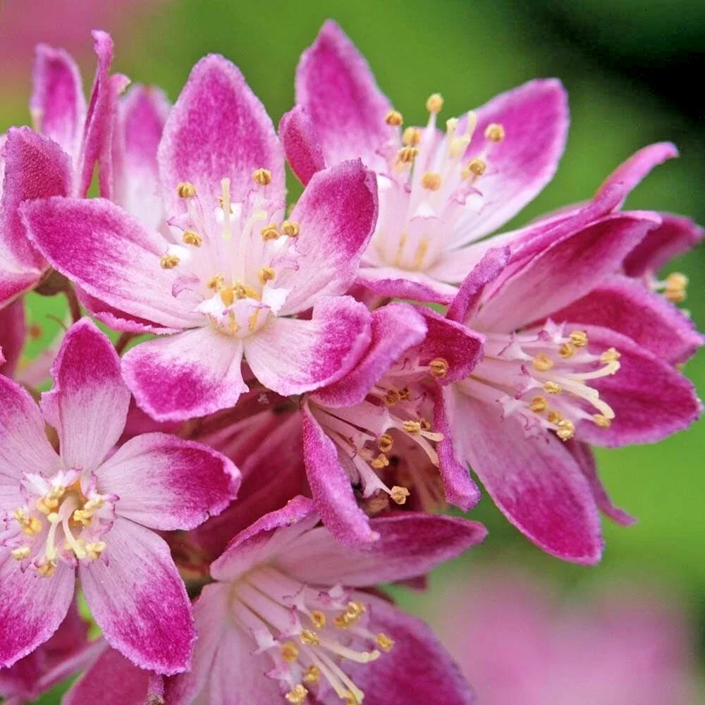 Deutzia Hybrida Strawberry Fields - 3Ltr Pot