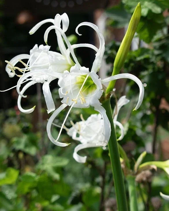 Spider Lilies Ismene Festalis - 3Ltr Pot