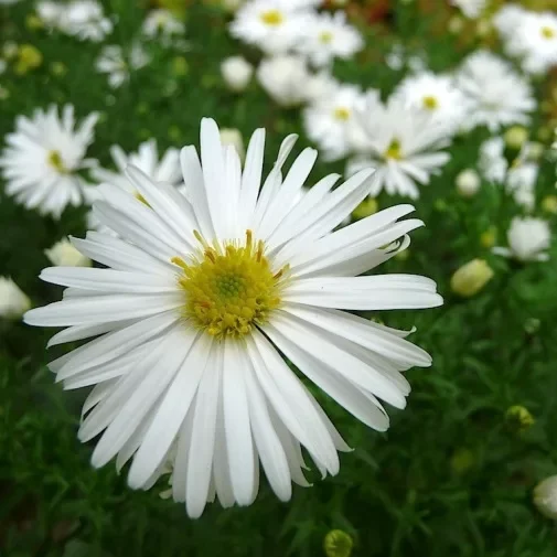 Aster-dumosus-Schneekissen-Vaso-19cm.webp