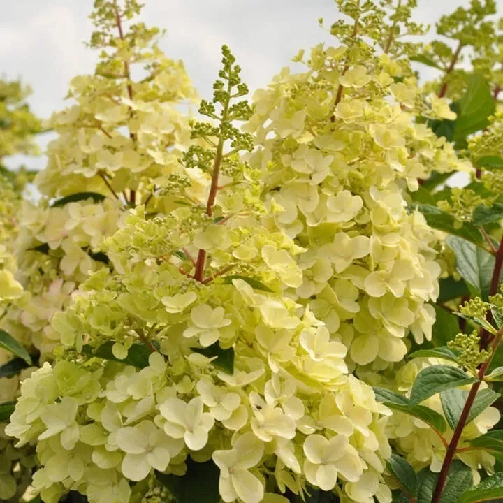 Hydrangea Paniculata Candlelight - 3Ltr Pot