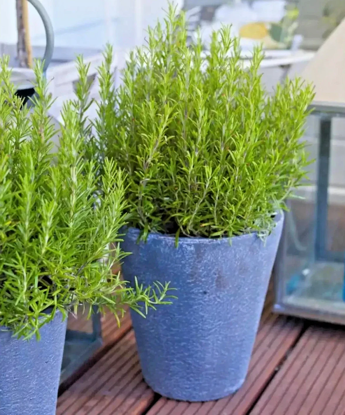 Rosemary Green Ginger - 3Ltr pot