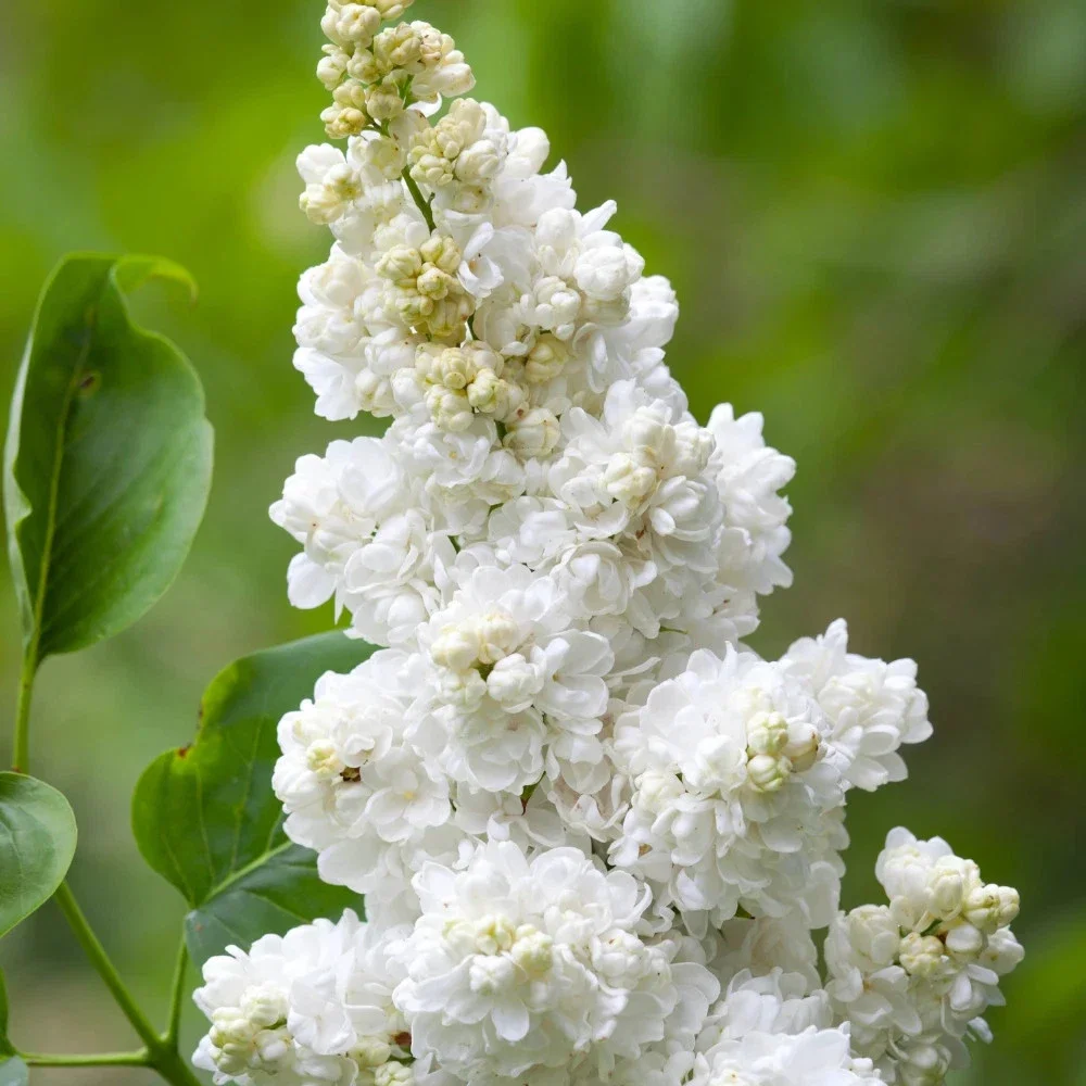 Syringa Vulgaris Lilac White Florent Stephan - 3Ltr Pot
