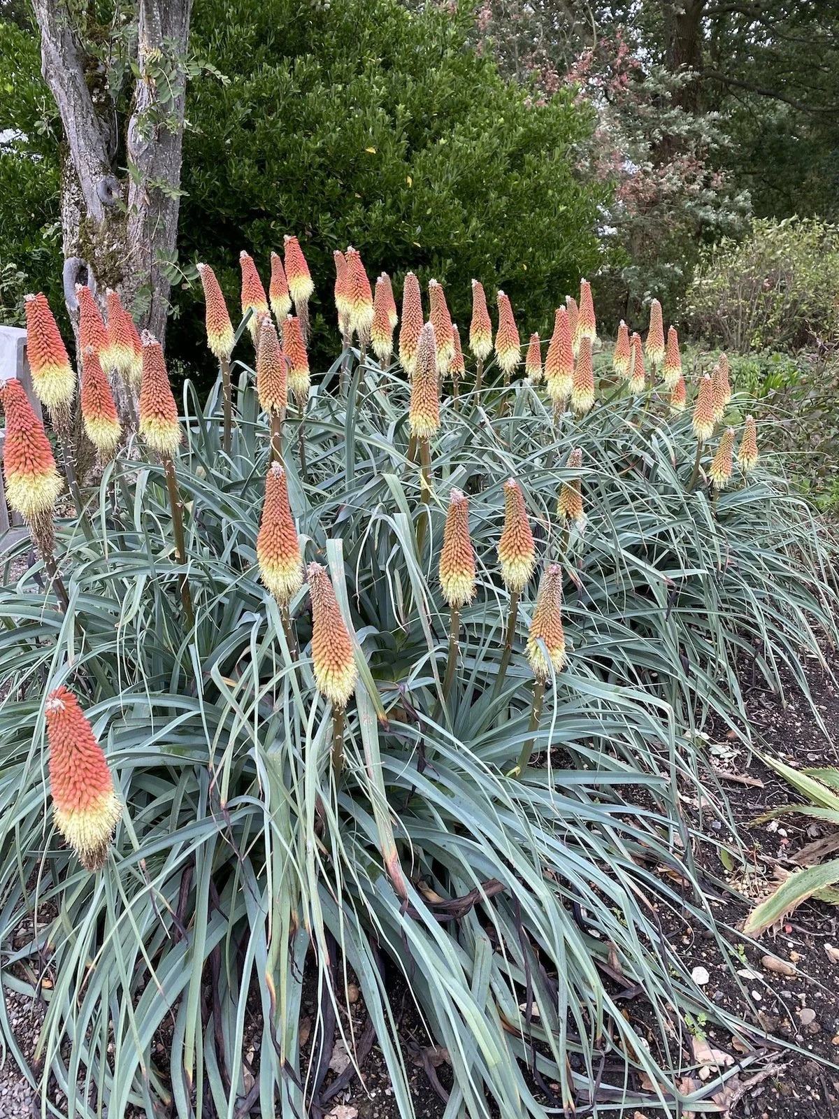 kniphofia-caulescens-bh5020-27-9-20_0e8653c735.jpg