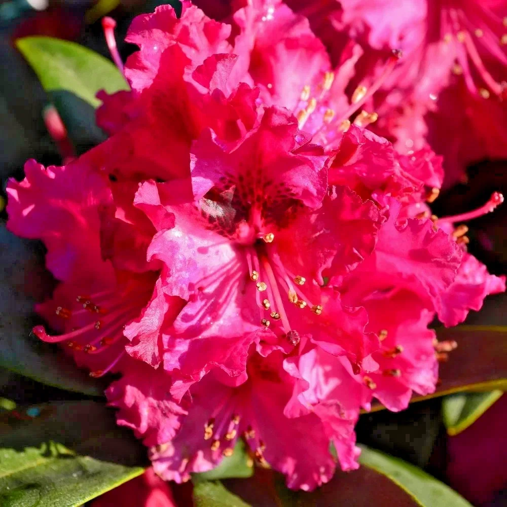 Rhododendron Marie Fortie - 4Ltr Pot