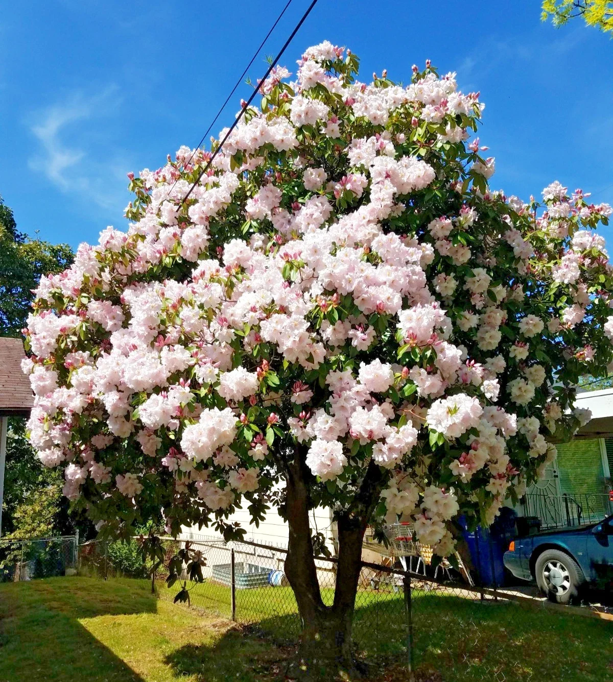 Rhododendron Prinses Maxima - 4Ltr Pot