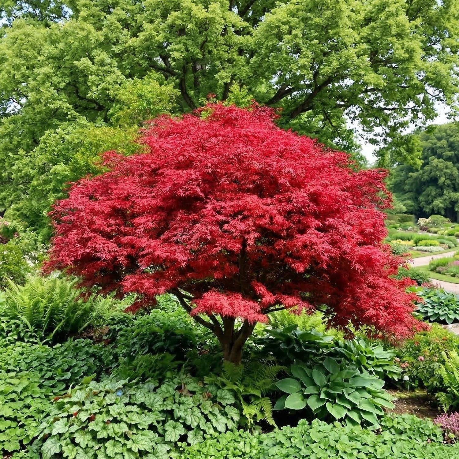 Acer Palmatum Firecracker Red Lace Japanese Maple - XL Large 3Lt Pot